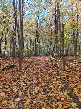 path in autumn forest