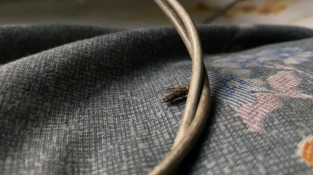 Small fly rests on grey floral fabric beside a looped metal wire in close up in Bangladesh
