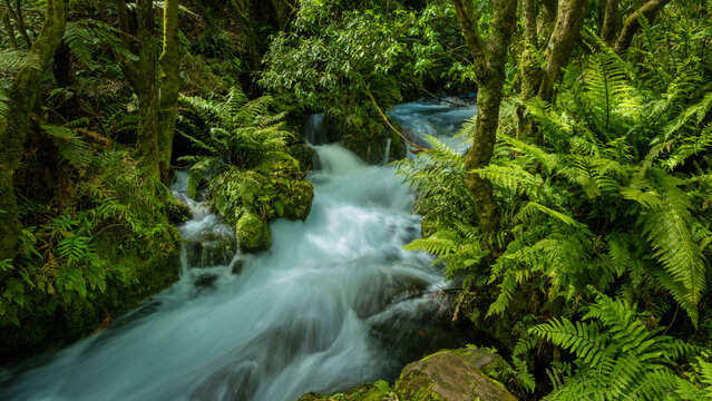 Blue stream cascade in New Zealand Rainforest 