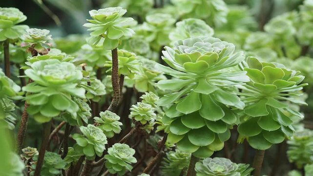Green rosette succulents growing in rows at an outdoor nursery