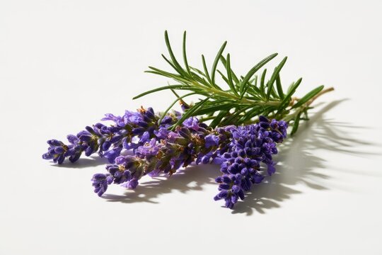 A close-up of fresh lavender sprigs with vibrant purple flowers and green needle-like leaves on a white background.