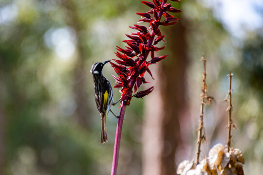New Holland Honeyeater on Callistemon Bottlebrush Plant
