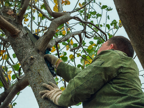 A professional gardener cutting tree branches with a cordless hand chainsaw while sitting on a trunk, showcasing residential seasonal tree trimming service, autumn backyard orchard pruning work. 