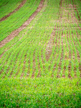 Young green winter cereal crops growing in neat rows on an autumn field, with a visible tractor track and exposed soil. Vertical agricultural scene showing crop growth, sowing patterns and farming.