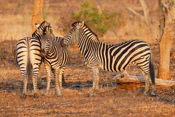 Plains zebras (Equus burchelli) standing in natural habitat, Kruger National Park, South Africa © EcoView