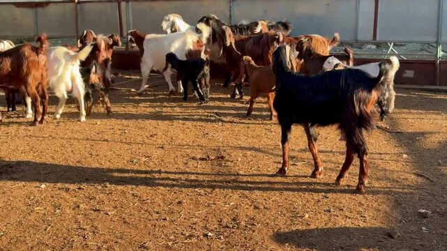 Goat herd in a rural arena, diverse animals with black, white, and brown coats, dirt enclosure, outdoor livestock group