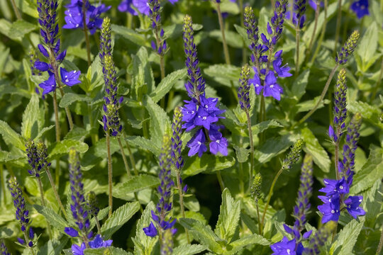 Flowers of Veronica austriaca subsp. teucrium 'Crater Lake Blue' in a garden in early summer