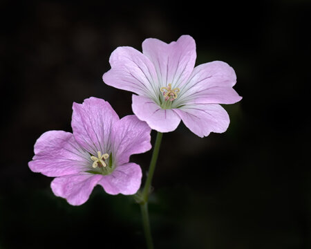 Closeup of flowers of Geranium 'Dreamland' against a dark background