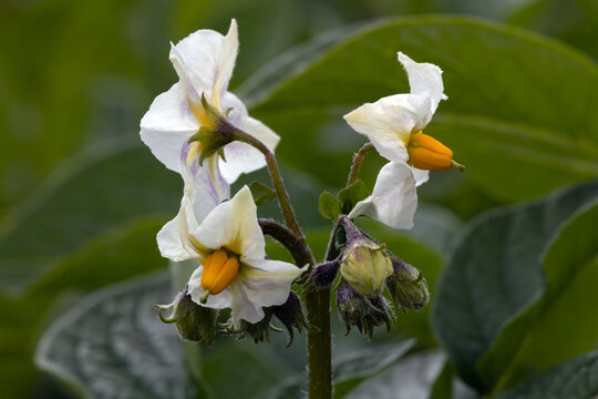Closeup of flowers of Potato 'Foremost' in an allotment garden in early summer