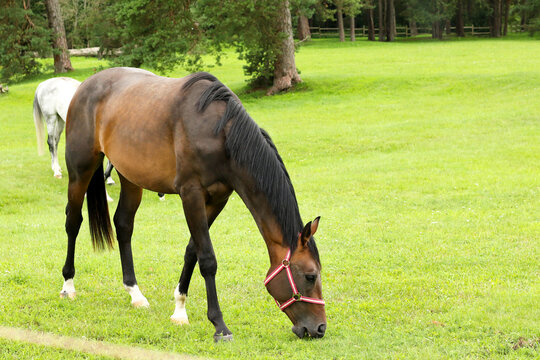 beautiful and healthy horses eating green grass at enclosure