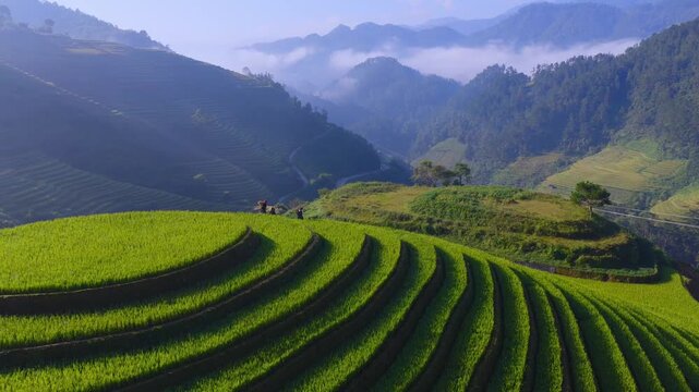 Aerial view of golden rice terraces at Mu Cang Chai town near Sapa city, North of Vietnam. Beautiful terraced rice field in harvest season in Lao Cai province.