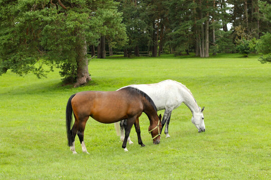 white and brown horse eating green fresh grass at enclosure 