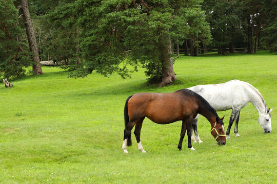 white and brown horse eating green fresh grass at enclosure 