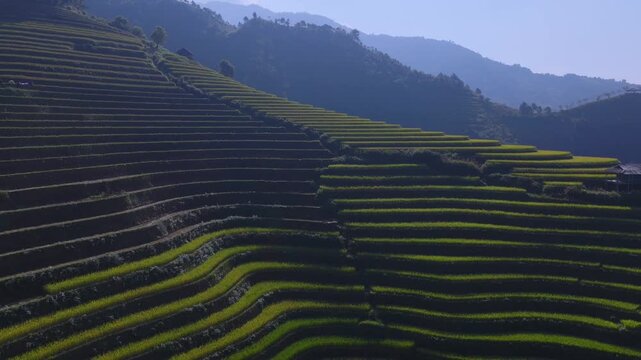 Aerial view of golden rice terraces at Mu Cang Chai town near Sapa city, North of Vietnam. Beautiful terraced rice field in harvest season in Lao Cai province.