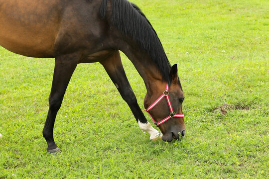 beautiful and healthy horses eating green grass at enclosure