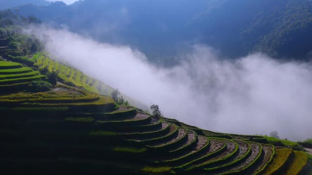 Aerial view of golden rice terraces at Mu Cang Chai town near Sapa city, North of Vietnam. Beautiful terraced rice field in harvest season in Lao Cai province.