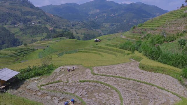 Aerial view of farmers harvesting ripe golden rice fields at Mu Cang Chai town near Sapa city, North of Vietnam