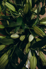 Close up of fresh green lily buds and leaves before blooming © Регина Клименко