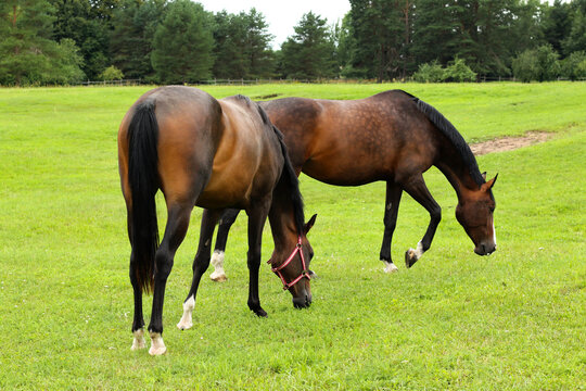 beautiful and healthy horses eating green grass at enclosure