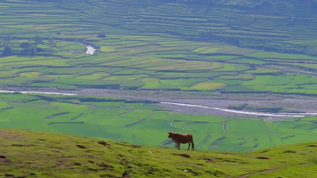 Aerial view of golden rice terraces at Khau Pha pass, near Mu Cang Chai town and Sapa city, Vietnam.