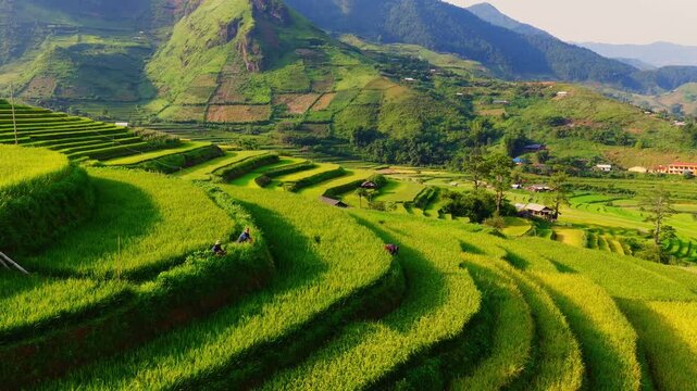 Aerial view of golden rice terraces at Khau Pha pass, near Mu Cang Chai town and Sapa city, Vietnam.