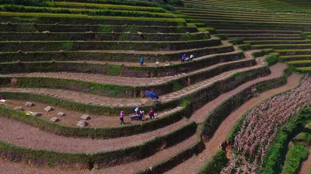 Aerial view of farmers harvesting ripe golden rice fields at Mu Cang Chai town near Sapa city, North of Vietnam