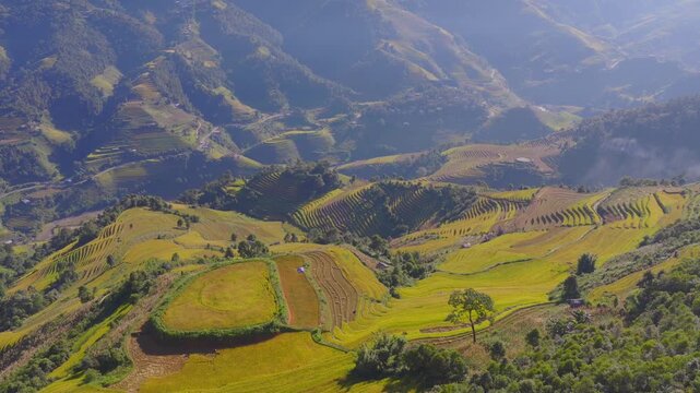 Aerial view of golden rice terraces at Mu Cang Chai town near Sapa city, North of Vietnam. Beautiful terraced rice field in harvest season in Lao Cai province.