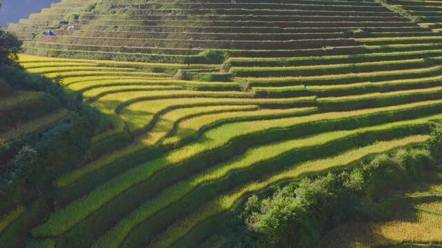 Aerial view of golden rice terraces at Mu Cang Chai town near Sapa city, North of Vietnam. Beautiful terraced rice field in harvest season in Lao Cai province.