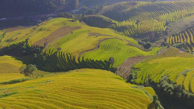 Aerial view of golden rice terraces at Mu Cang Chai town near Sapa city, North of Vietnam. Beautiful terraced rice field in harvest season in Lao Cai province.