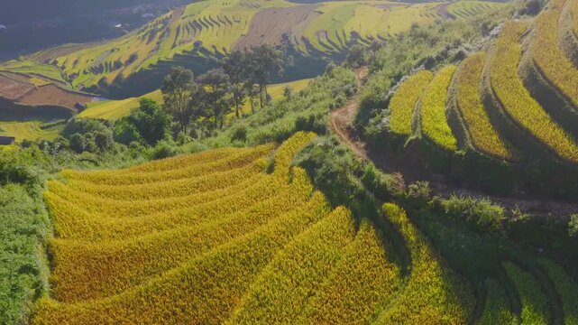 Aerial view of golden rice terraces at Mu Cang Chai town near Sapa city, North of Vietnam. Beautiful terraced rice field in harvest season in Lao Cai province.