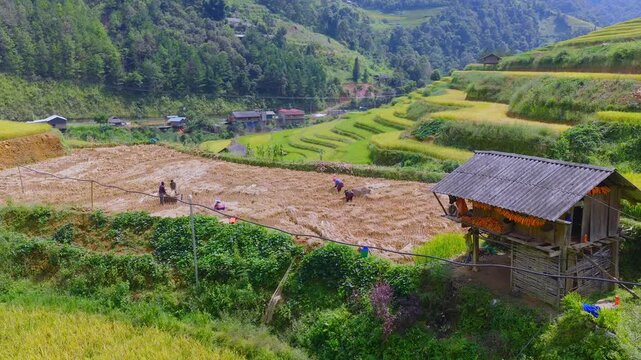 Aerial view of farmers harvesting ripe golden rice fields at Mu Cang Chai town near Sapa city, North of Vietnam