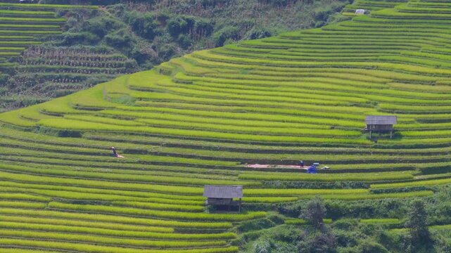 Aerial view of golden rice terraces at Mu Cang Chai town near Sapa city, North of Vietnam. Beautiful terraced rice field in harvest season in Lao Cai province.