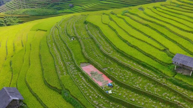 Aerial view of golden rice terraces at Mu Cang Chai town near Sapa city, North of Vietnam. Beautiful terraced rice field in harvest season in Lao Cai province.