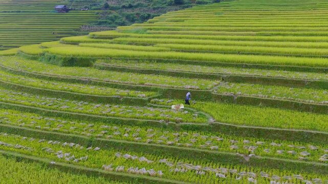 Aerial view of farmers harvesting ripe golden rice fields at Mu Cang Chai town near Sapa city, North of Vietnam
