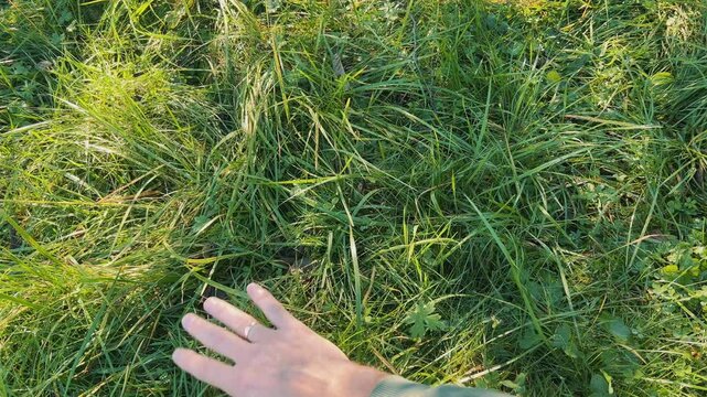 First-person view of a male hand touching fresh green grass in a garden, ideal for environmental campaigns, organic brand promos, and outdoor wellness content.