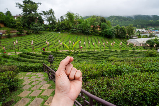 Most gardeners are collecting tea leaves.

The tea picker is harvesting tea leaves in the morning.