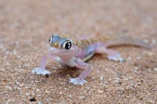Namib gecko in the sand dunes of Namiba