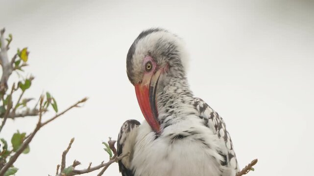 Southern red billed hornbill preens in close up on a branch, grey overcast sky behind. Wildlife behavior detail filmed in Kruger National Park, South Africa.