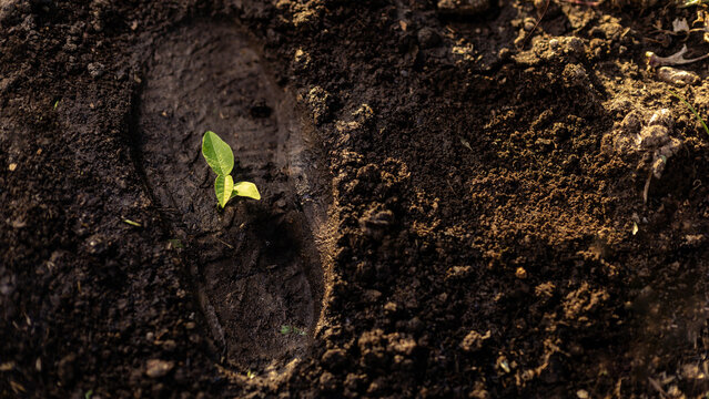 Green plant sprout growing in human shoe footprint on fertile soil for ecological carbon footprint reduction, environmental net zero and sustainable climate action concept.
