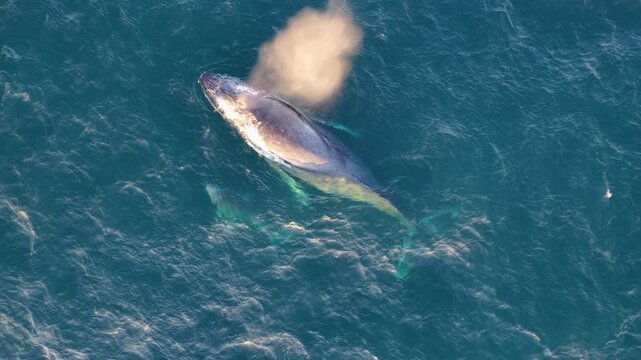 Topdown aerial shot of a humpback whale breaching the surface to breathe and spout water in the Pacific Ocean near Manzanillo, Colima. Ideal for wildlife and environmental documentaries.