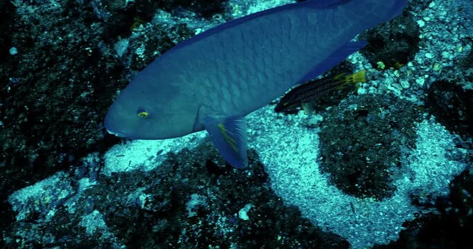 Azure Parrotfish in the Galapagos