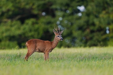 A roebuck stands on the meadow,  a forest in the background. A roe deer in the nature habitat. Wildlife scene with a roe deer. Capúreolus capreolus.  © Monikasurzin