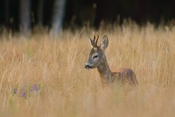 A roebuck stands in dry tall grass. A roe deer in the nature habitat. Wildlife scene with a roe deer. Capúreolus capreolus.  © Monikasurzin
