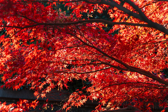 Japanese maple branches with bright vibrant red autumn leaves illuminated by warm sunny backlight.
