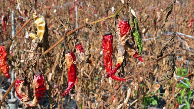 농장 들판에서 기후위기와 병충해 피해를 입어 말라죽은 붉은 고추.(Withered red chili peppers affected by climate crisis and pest disease in a farm field.)