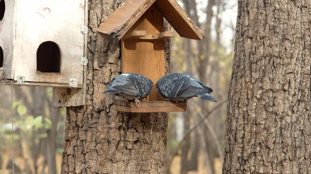 Pair of urban pigeons feeding together in a rustic wooden birdhouse attached to a tree trunk in an autumn park, a concept of wildlife care, coexistence and urban fauna