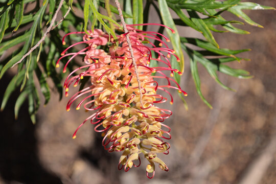 Yellow and Red Dicots