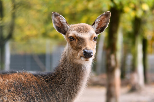 Portrait of Cervus Nippon Shika deer