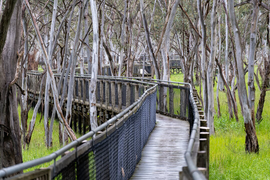 A timber boardwalk with wire mesh railings winds through the Nhill Swamp Wildlife Reserve in Nhill, Victoria, Australia. The elevated walkway allows visitors to explore the wetland without disturbing.