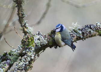 Eurasian blue tit perched on a mossy lichen covered tree branch in a © Justin